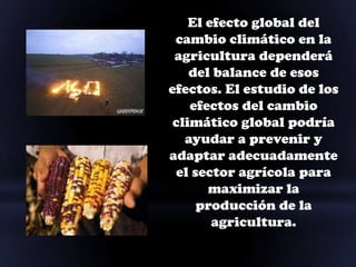 El efecto global del
 cambio climático en la
 agricultura dependerá
    del balance de esos
efectos. El estudio de los
    efectos del cambio
 climático global podría
   ayudar a prevenir y
adaptar adecuadamente
 el sector agrícola para
       maximizar la
     producción de la
        agricultura.
 