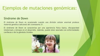 Ejemplos de mutaciones genómicas:
Síndrome de Down
El síndrome de Down es ocasionado cuando una división celular anormal produce
material genético adicional del cromosoma 21.
El síndrome de Down se caracteriza por una apariencia física típica, discapacidad
intelectual y retrasos en el desarrollo. Además, puede estar asociado con enfermedades
cardíacas o de la glándula tiroides.
 
