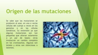 Origen de las mutaciones
Se sabe que las mutaciones se
producen al azar, en una o varias
células del cuerpo a veces en los
gametos o en las células
somáticas. Su extensión ya que
algunas mutaciones son tan
pequeñas que alteran solamente
a un par de bases; otras
involucran un cambio completo
en los cromosomas. Algunas son
letales y otras son silenciosas o
latentes.
 