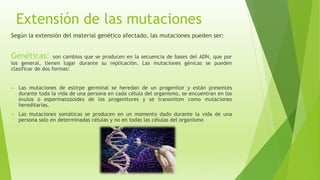 Extensión de las mutaciones
Según la extensión del material genético afectado, las mutaciones pueden ser:
Genéticas: son cambios que se producen en la secuencia de bases del ADN, que por
los general, tienen lugar durante su replicación. Las mutaciones génicas se pueden
clasificar de dos formas:
 Las mutaciones de estirpe germinal se heredan de un progenitor y están presentes
durante toda la vida de una persona en cada célula del organismo, se encuentran en los
óvulos o espermatozoides de los progenitores y se transmiten como mutaciones
hereditarias.
 Las mutaciones somáticas se producen en un momento dado durante la vida de una
persona solo en determinadas células y no en todas las células del organismo
 