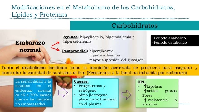 Aprender todo acerca de metabolismo del hierro analitica