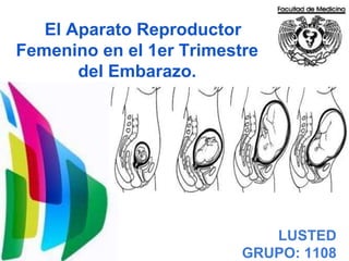 El Aparato Reproductor
Femenino en el 1er Trimestre
       del Embarazo.




                             LUSTED
                          GRUPO: 1108
 