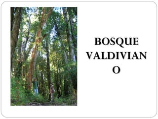 BOSQUE
VALDIVIAN
    O
 