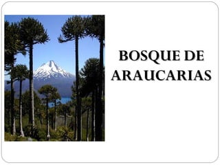 BOSQUE DE
ARAUCARIAS
 