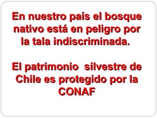 En nuestro país el bosque
nativo está en peligro por
 la tala indiscriminada.

El patrimonio silvestre de
 Chile es protegido por la
          CONAF
 