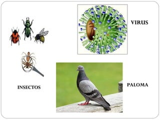 VIRUS




INSECTOS   PALOMA
 