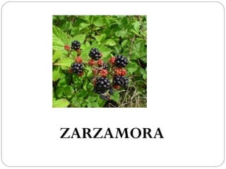 ZARZAMORA
 