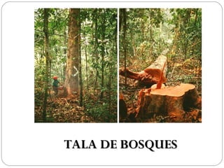 TALA DE BOSQUES
 