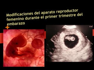 ato reproductor
Modifica ciones del apar
                           e r trimestre del
femenino   durante el prim
embarazo
 
