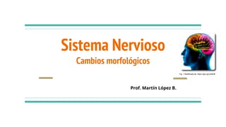 Sistema Nervioso
Cambios morfológicos
Prof. Martín López B.
Fig. 1 Modificada de: https://goo.gl/zJk8UB
 
