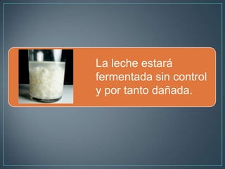 La leche estará
fermentada sin control
y por tanto dañada.