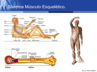 Sistema Músculo Esquelético. 