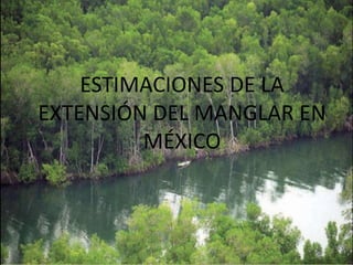 ESTIMACIONES DE LA
EXTENSIÓN DEL MANGLAR EN
MÉXICO
 
