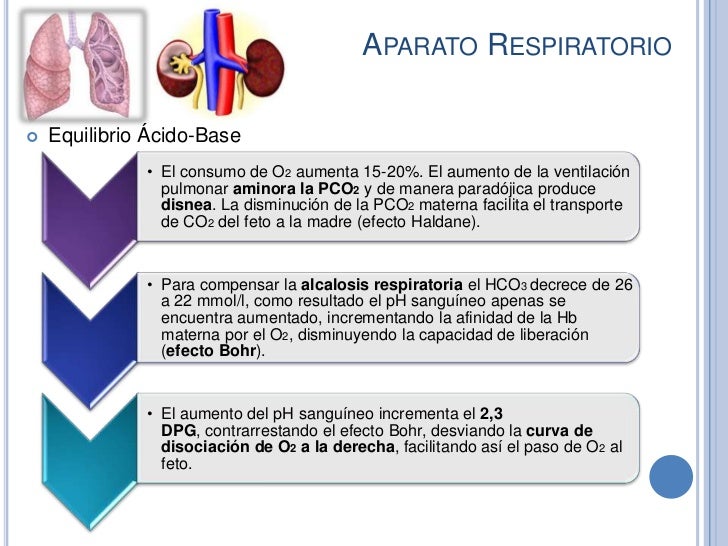 Cambios Fisiológicos Del Embarazo