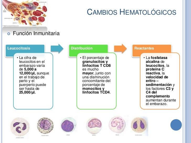 Cambios Fisiológicos Del Embarazo