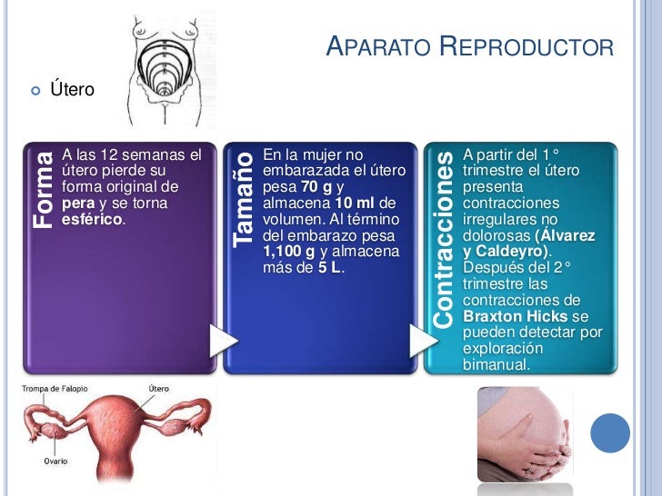 Por qué duele los riñones a la mujer ante mensual