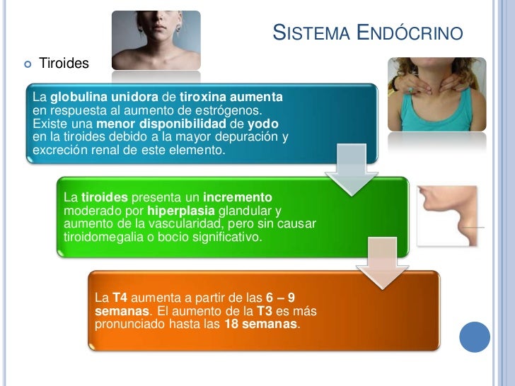 Cambios Fisiológicos Del Embarazo