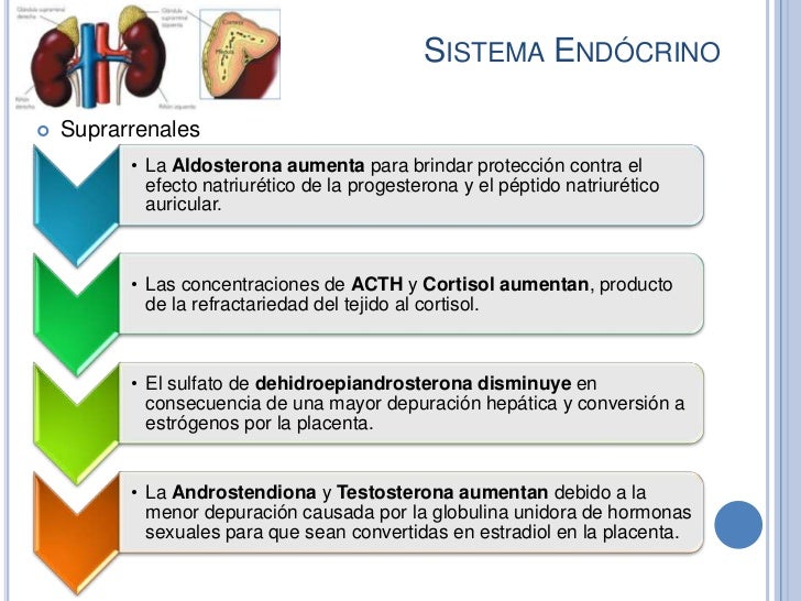 Cambios Fisiológicos Del Embarazo