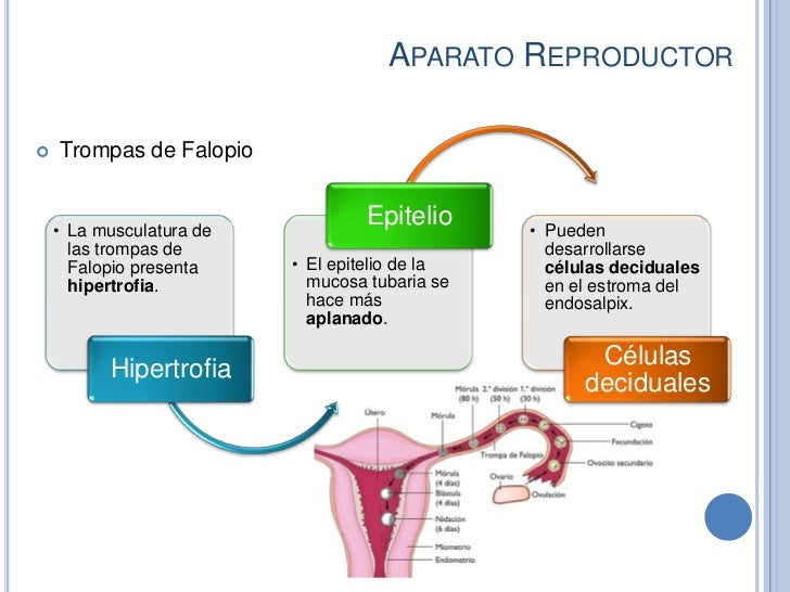 Cambios Fisiológicos Del Embarazo