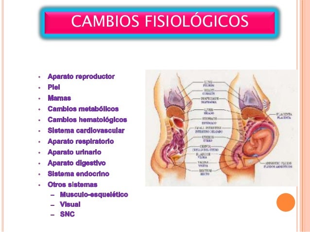 Cambios Fisiologicos En El Embarazo Y Control Prenatal