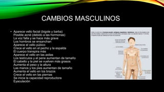 CAMBIOS MASCULINOS 
• Aparece vello facial (bigote y barba) 
Posible acné (debido a las hormonas) 
La voz falla y se hace más grave 
Los hombros se ensanchan 
Aparece el vello púbico 
Crece el vello en el pecho y la espalda 
El cuerpo transpira más 
Aparece el vello en las axilas 
Los testículos y el pene aumentan de tamaño 
El cabello y la piel se vuelven más grasos 
Aumenta el peso y la altura 
Las manos y los pies aumentan de tamaño 
Aumenta el vello en los brazos 
Crece el vello en las piernas 
Se inicia la capacidad reproductora 
Eyaculación 
 