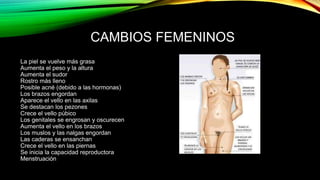 CAMBIOS FEMENINOS 
La piel se vuelve más grasa 
Aumenta el peso y la altura 
Aumenta el sudor 
Rostro más lleno 
Posible acné (debido a las hormonas) 
Los brazos engordan 
Aparece el vello en las axilas 
Se destacan los pezones 
Crece el vello púbico 
Los genitales se engrosan y oscurecen 
Aumenta el vello en los brazos 
Los muslos y las nalgas engordan 
Las caderas se ensanchan 
Crece el vello en las piernas 
Se inicia la capacidad reproductora 
Menstruación 
 
