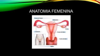 ANATOMIA FEMENINA 
 