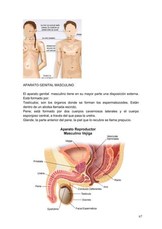 APARATO GENITAL MASCULINO

El aparato genital masculino tiene en su mayor parte una disposición externa.
Está formado por:
Testículos; son los órganos donde se forman los espermatozoides. Están
dentro de un abolsa llamada escroto.
Pene; está formado por dos cuerpos cavernosos laterales y el cuerpo
esponjoso central, a través del que pasa la uretra.
Glande, la parte anterior del pene, la piel que lo recubre se llama prepucio.




                                                                                67
 