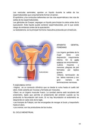 Las vesículas seminales; aportan un líquido durante la salida de los
espermatozoides que conjuntamente forman el semen.
El epidídimo y los conductos deferentes son las vías espermáticas o las vías de
salida de los espermatozoides.
Las glándulas de Cowper; segregan un líquido para limpiar la uretra antes de la
eyaculación. Este líquido puede contener espermatozoides, por lo que existe
riesgo de embarazo antes de la eyaculación.
La testosterona; es la principal hormona masculina producida por el testículo.




                                                    APARATO          GENITAL
                                                    FEMENINO

                                                    Los órgano genitales de la
                                                    mujer        tiene      una
                                                    disposición mayormente
                                                    interna. En la parte
                                                    externa nos encontramos:
                                                    -Labios       mayores     y
                                                    menores; pliegues de piel
                                                    formados       por  tejidos
                                                    grasos.
                                                    -Clítoris; terminación de
                                                    los labios menores y con
                                                    gran       número        de
                                                    terminaciones nerviosas.
A nivel interno vemos:
-Vagina; es un conducto cilíndrico que va desde la vulva hasta el cuello del
útero. Está cubierta por mucosa y formada por músculos.
-Útero; es un órgano muscular hueco. La cavidad uterina está recubierta del
endometrio, tejido que permite el anidamiento del embrión cuando se ha
producido la fecundación del óvulo. Si no hay fecundación el endometrio se
desprende en cada ciclo de la regla.
-Las trompas de Falopio; son las encargadas de recoger el óvulo y trasportarlo
hasta el útero.
-Los ovarios; son los productores de los óvulos.

EL CICLO MENSTRUAL




                                                                                  68
 