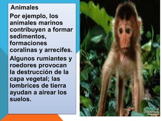 Animales 
Por ejemplo, los 
animales marinos 
contribuyen a formar 
sedimentos, 
formaciones 
coralinas y arrecifes. 
Algunos rumiantes y 
roedores provocan 
la destrucción de la 
capa vegetal; las 
lombrices de tierra 
ayudan a airear los 
suelos. 
 