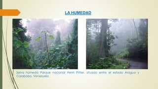 LA HUMEDAD 
Selva húmeda Parque nacional Henri Pittier, situado entre el estado Aragua y 
Carabobo, Venezuela. 
 