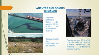 AGENTES BIOLÓGICOS 
HUMANOS 
Derrame 
petrolero 
Golfo de 
México 2010, 
daño al 
ecosistema 
marino. 
Planta nuclear Chernóbil 
Ucrania, 1986, accidente 
nuclear, liberación de 
material radioactivo 
contaminante. 
Desforestación, 
Tala 
indiscriminada 
de árboles. 
 