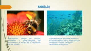 ANIMALES 
Polinización, abejas en acción, 
equilibrio y productividad del 
ecosistema a través de la dispersión 
de las plantas. 
Arrecife Parque nacional Morrocoy, 
ecosistema productivo, formado por 
diferentes corales, albergan 
diversidad de especies. 
 