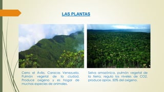 LAS PLANTAS 
Cerro el Ávila, Caracas Venezuela. 
Pulmón vegetal de la ciudad, 
Produce oxigeno y es hogar de 
muchas especies de animales. 
Selva amazónica, pulmón vegetal de 
la tierra, regula los niveles de CO2, 
produce aprox. 50% del oxigeno. 
 
