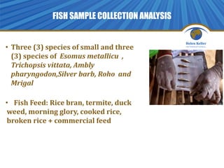 Cambodia: Overview of Fish on Farms Project. By Chin Da, FiA and Lek ...