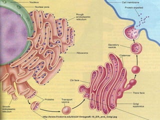 Cambridge igcse biology ( 2016 2018) cell | PPTX