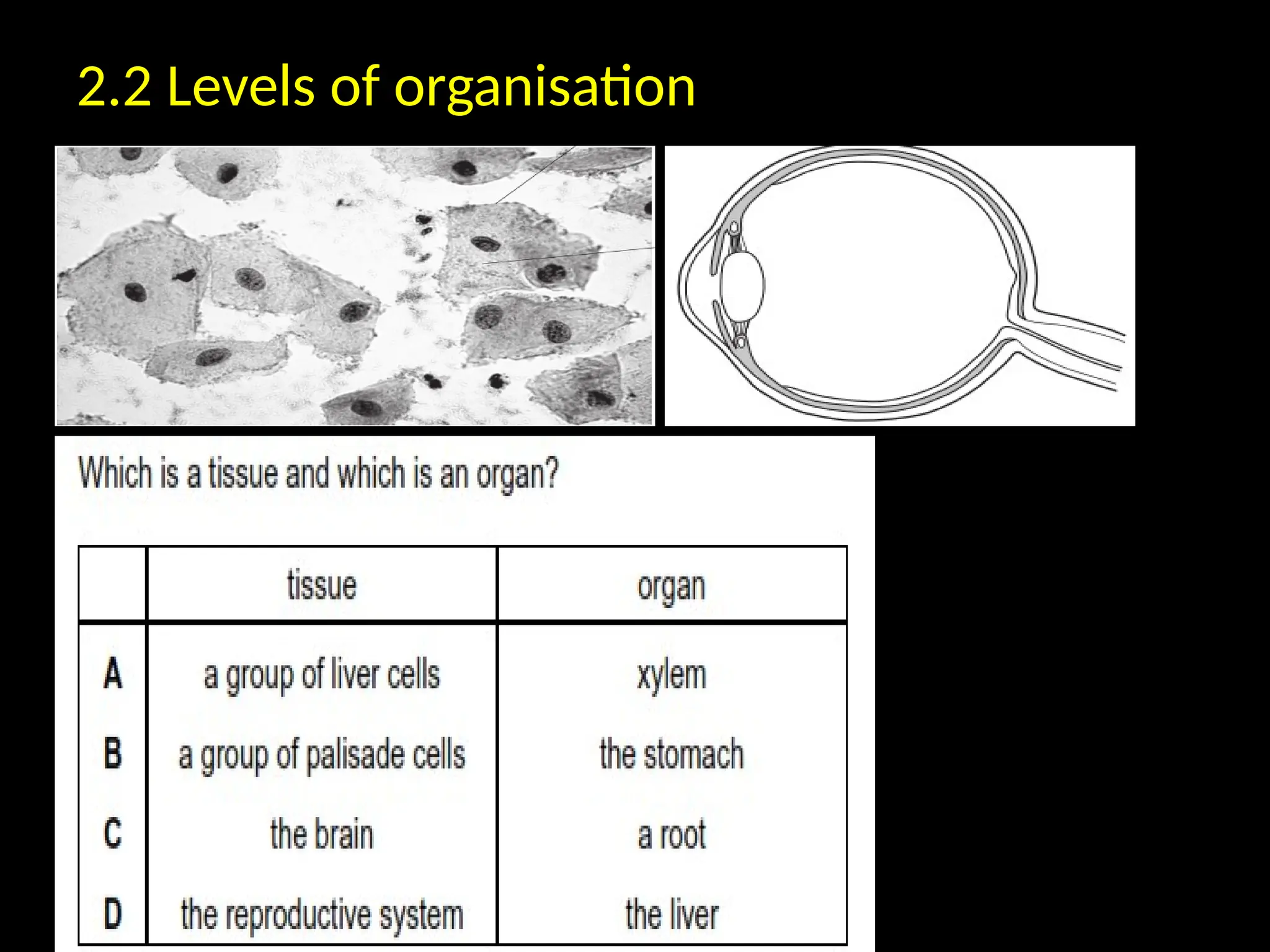 Cambridge IGCSE Biology ( 2016-2018) cell.pptx