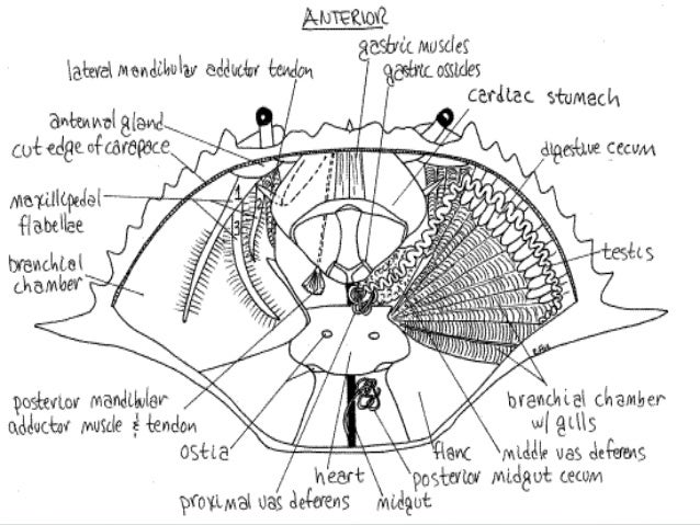 Cambridge igcse biology ( 2016 2018) classification of living organi…