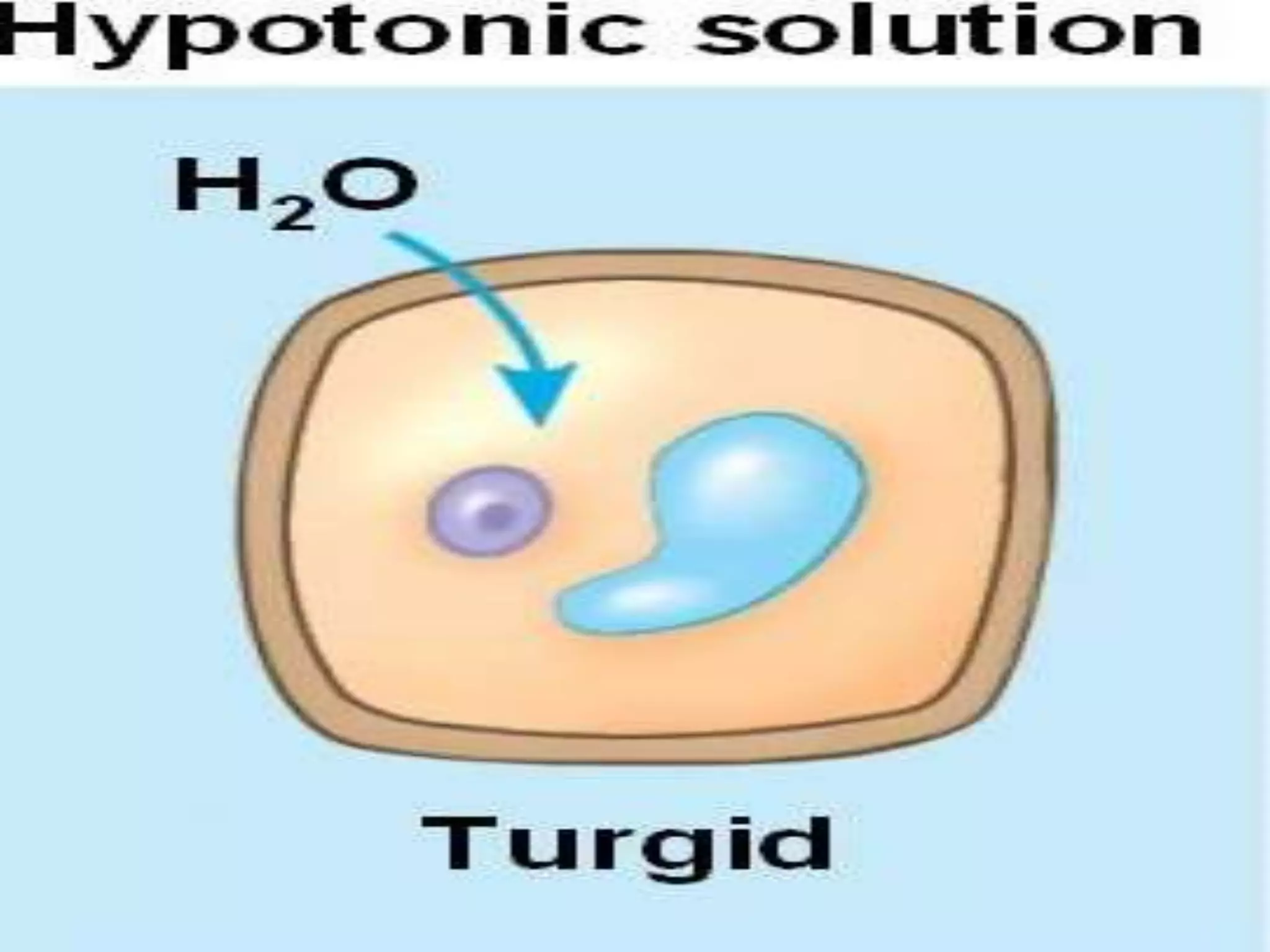 In hypotonic solution
Osmosis take place . Water diffuse into cytoplasm through
the semi permeable membrane
Cell become TURGID and TURGOR PRESSURE become
high so the cell will be supported
Extended
3.2 osmosis
Plant cell will not bursts ( be destroyed )
Because the cell wall can protect it
water
pressure acting against an inelastic cell wall
 