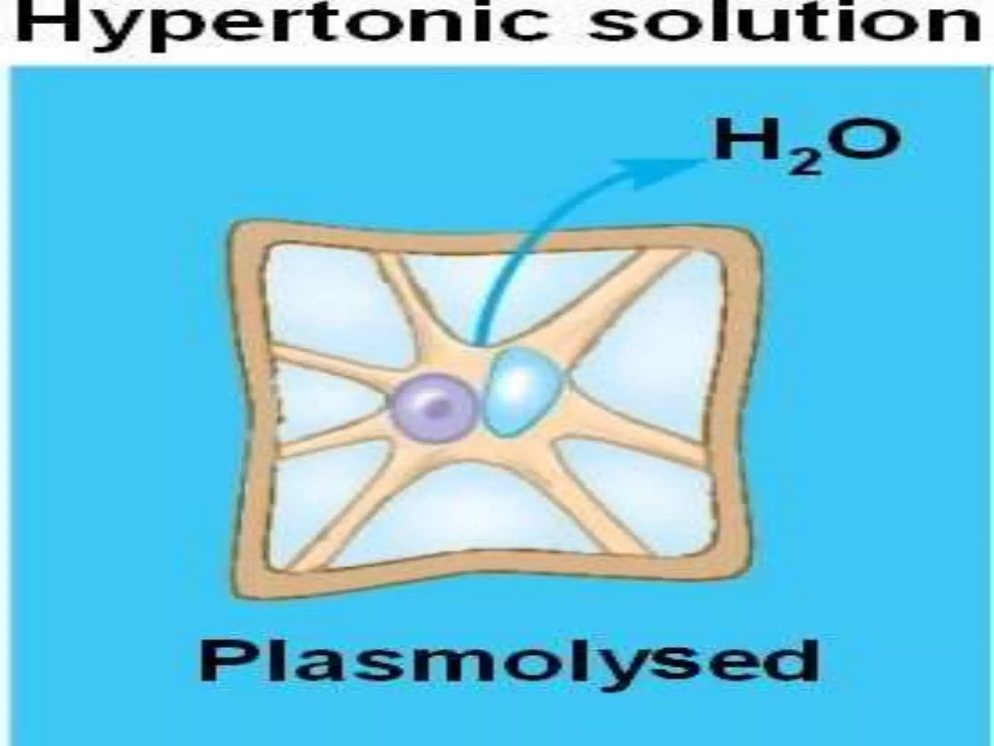 In hypertonic solution
Osmosis take place . Water diffuse out of cytoplasm
through the semi permeable membrane
First cell SHRINKS slightly till become FLUCCIDE
Then the cell membrane pulls away from the cell wall
The cell is PLASMOLYSED
Extended
3.2 osmosis
 