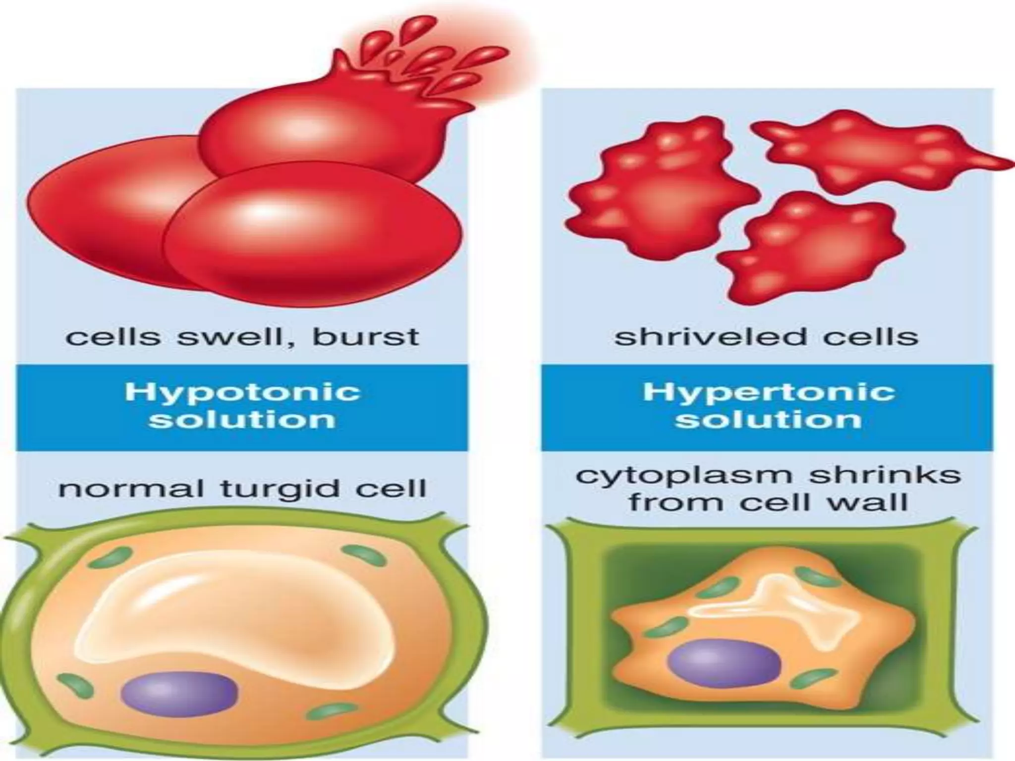 3.2 Osmosis and animal cells
Animal cell in hypertonic solution
Cytoplasm is less concentrated than solution
so by osmosis water diffuse out of the cell
As more and more water exit the cell then
the cytoplasm shrinks and cell shrivels up
 