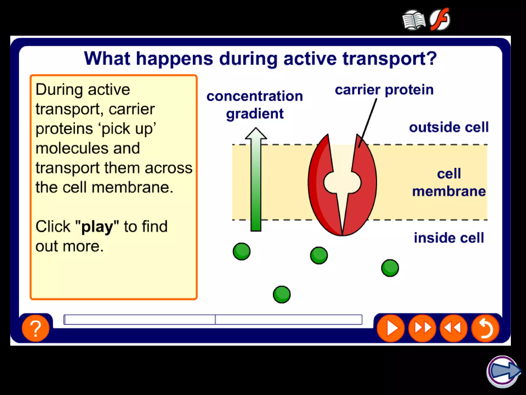 What is active transport?
 