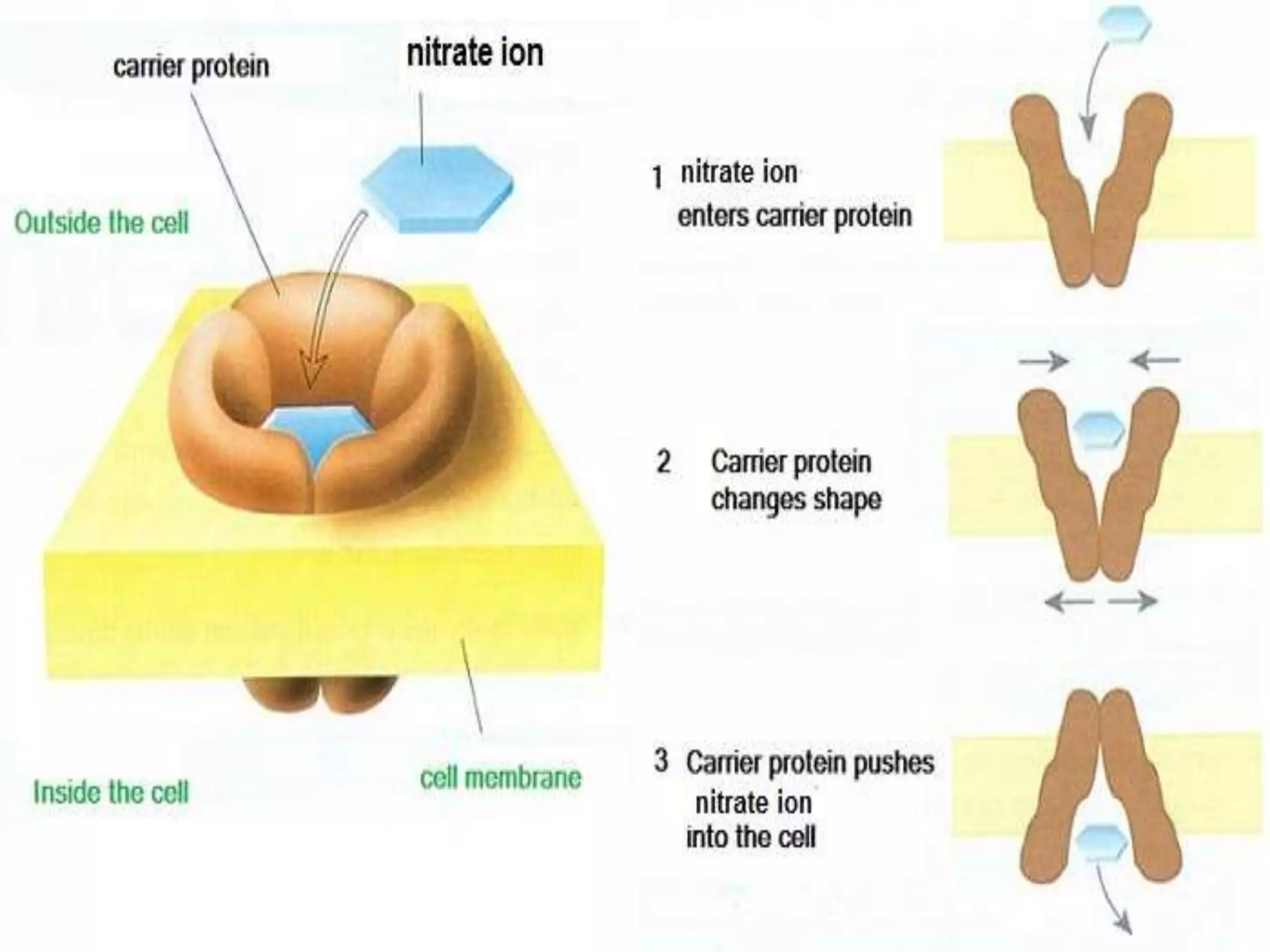 3.3 Active transport
Extended
Examples of active transport
1- Root hair cell
Take in nitrates ions from soil while root hair cell has
high concentration of nitrates comparing with those in
the soil by ACTIVE TRANSPORT
Root hair cell has special transport protein which
pick up nitrate ions from outside the cell
Then change the shape to push nitrate into the
cytoplasm by using energy from respiration
 