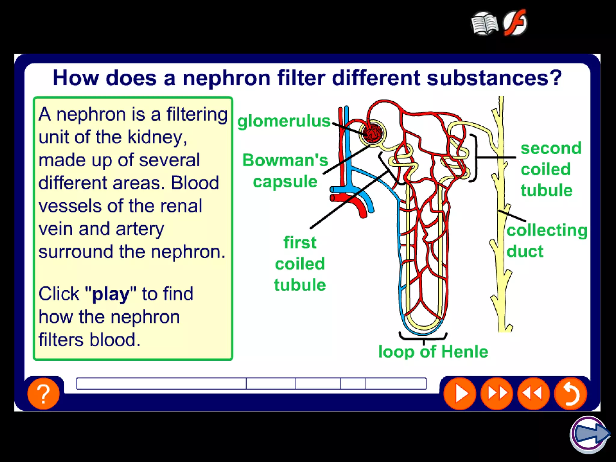 How does the kidney work?
 