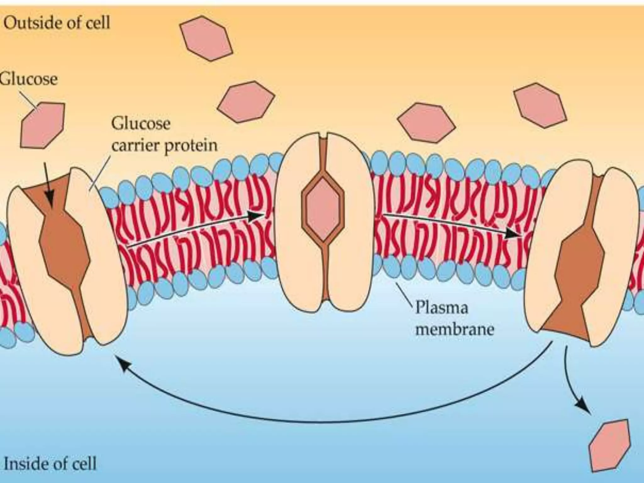 3.3 Active transport
Extended
Examples of active transport
2- small intestine
Take in glucose from the lumen of intestine into cells of
villi
3- Kidney tubules
 