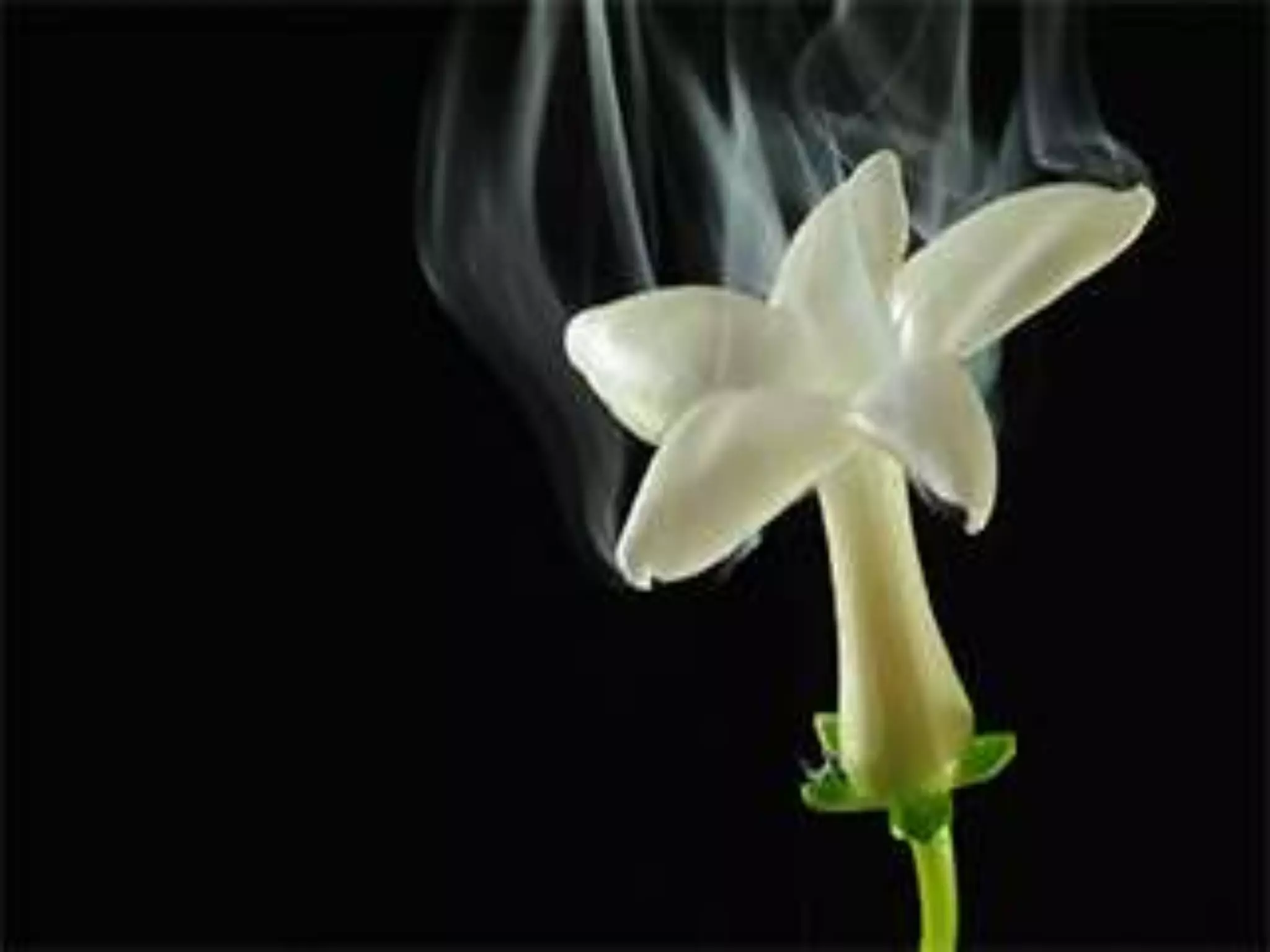 3.1 diffusion
Diffusion importance
living organisms obtain most of their
requirements and riding wastes by diffusion
1- photosynthesis get CO2 by diffusion
2- photo synthesis ride producing O2 as
waste by diffusion
3- diffusion is important in gas exchange in
respiration
4- absorb digested food by diffusion
5- insect pollinated flower attract insect by
diffusion
 