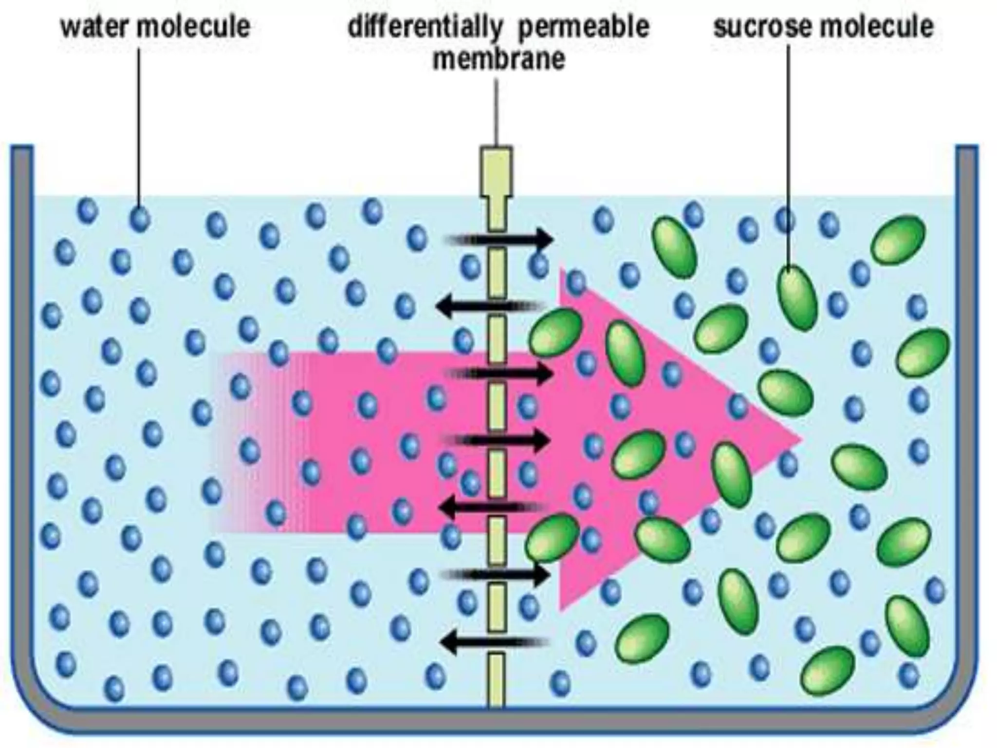 State that water diffuses through
( semi permeable membranes) by osmosis
3.2 Osmosis
Investigate and describe the effects on plant
tissues of immersing them in solutions of
different concentrations
 