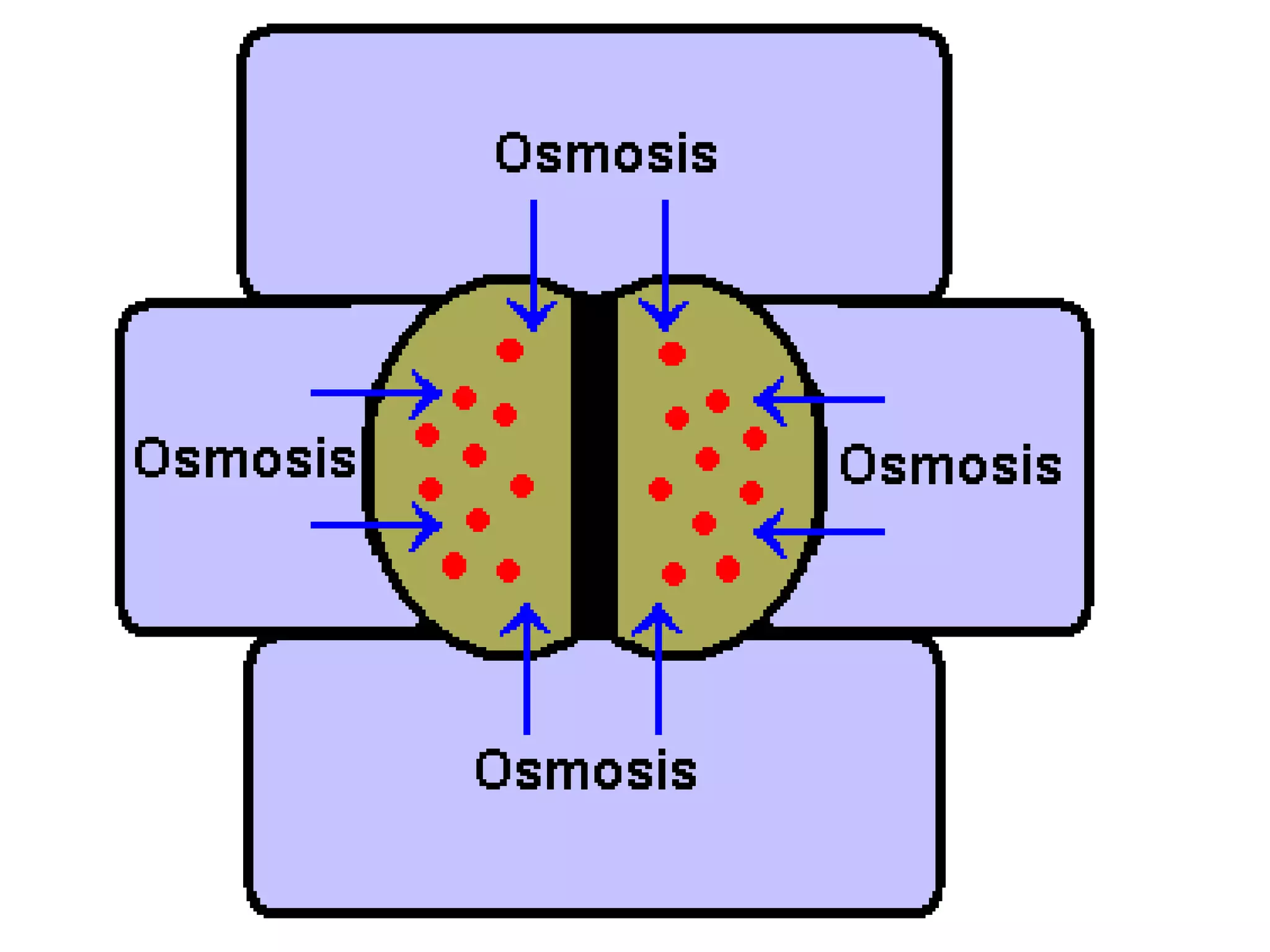 State that plants are supported by the pressure
of water inside the cells pressing outwards on
the cell wall
3.2 Osmosis
 
