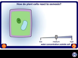 Cambridge igcse biology ( 2016 2018) movement in and out of cells cell ...