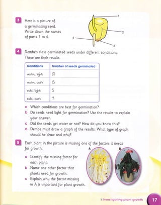 Here [s o ptcture oJ
o germlnoting seed.
Wrlte down the nomes
oJ ports 1 to 4.
o
b
c
d
mlssing one oJ the Joctors lt needs
o Identfy the missing Jactor Jor
eoch plont.
b Name one other Joctor thot
plonts need Jor growth.
c Exptain whg the Joctor mlssing
in A i.s lmportont Jor p[ont growrh.
mI Dembe's closs germlnated seeds under dijjerent conditions.
These ore thelr resutts.
Conditions I Number of seeds germinoted
worm, light t0
wocrn, dock & 15
cold, light
cold, dork A 7
Which condtttons ore best Jor germination?
Do seeds need ttght Jor germlnotion? Use the results to explain
uour answer.
Did the seeds get wqter or not? How do you hnow this?
Dembe must draw a groph oJ the resutts. Whot type oJ groph
should he drow ond why?
Eoch ptont in the plcture is
Jor growth.
I Investigoting plqnt growth
 